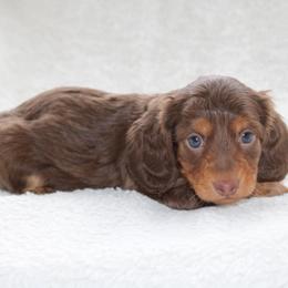 Leonardo - Chocolate and tan male Dachshund puppy in Fairfax, Iowa from Grayson’s Lovable Dachshunds