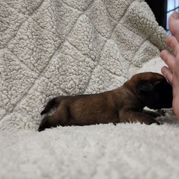Boy 1 - Apricot Mastiff puppy in Aurora, Colorado from Bratay Mastiffs