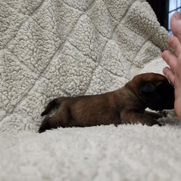 Boy 1 - Apricot Mastiff puppy in Aurora, Colorado from Bratay Mastiffs