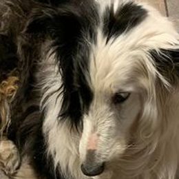 Shetland Sheepdogs from Beloved Shelties