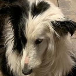 Shetland Sheepdogs from Beloved Shelties