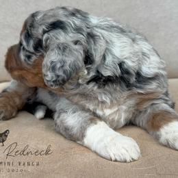Aussiedoodle and Sarplaninac Puppies from Pesky Redneck Mini Ranch