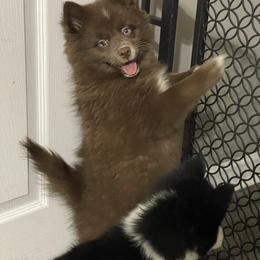 Pomsky Puppies from Pomskies 4 Dayz