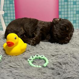 Buzz - Liver male Yorkshire Terrier puppy in Dallas, Texas from JBzPawz