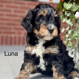 Luna - Tri-color female Bernedoodle puppy in Denver, Pennsylvania from Redcay's Mini Bernedoodles