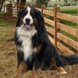 Kirby - Bernese Mountain Dog