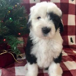 Russell - Blue gray and white male Old English Sheepdog puppy in Baltimore, Maryland from Misty Blue’s Old English Sheepdogs