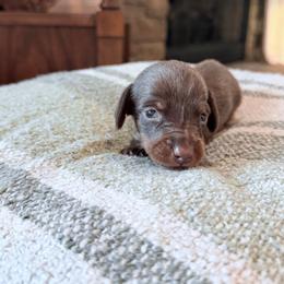 Blue boy - Chocolate and tan male Dachshund puppy in Wray, Georgia from Cotton Hill Dachshunds