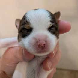 Pumpkin - Parti female Yorkshire Terrier puppy in Gatesville, Texas from KontryKritterz Yorkies