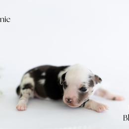 Bonnie - Blue merle female Miniature Australian Shepherd puppy in Wooster, Ohio from Kari's Mini Aussies