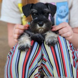 Hulk - Black and silver male Miniature Schnauzer puppy in Piedmont, Oklahoma from J&K's Miniature Schnauzers