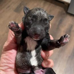 Peyton - Salt and pepper female Miniature Schnauzer puppy in Interlachen, Florida from Pam's Schnauzers
