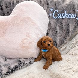 Cashew - Apricot male Cavapoo puppy in Calumet, Oklahoma from H&H Cavapoos