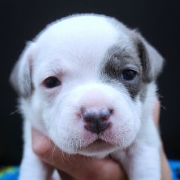 Quartz - White female Staffordshire Bull Terrier puppy in Dallas, Texas from Wild Blue Staffords