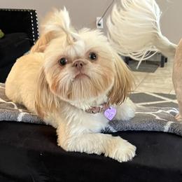 Auti - Shih Tzu