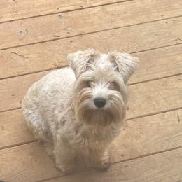 Tessie - Miniature Schnauzer