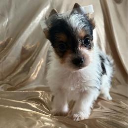 Otis - Parti male Yorkshire Terrier puppy in Parma Heights, Ohio from Yorkies of Ohio