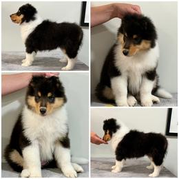 Vi - Black white and tan female Collie puppy in Rostraver Township, Pennsylvania from East View Farm
