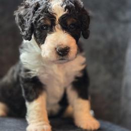 Australian Mountain Doodle Puppies from Tulsa Australian Moutain Doodles
