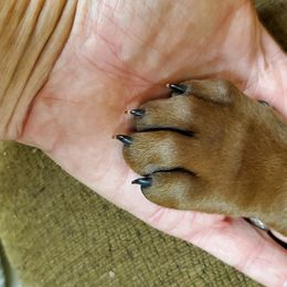 Redbone Coonhound Puppies from Dark Trail Redbones