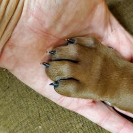 Redbone Coonhound Puppies from Dark Trail Redbones