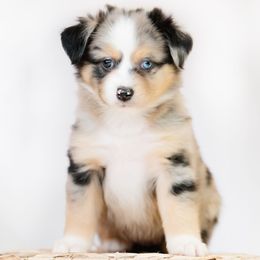 Dachshund and Miniature American Shepherd Puppies from Long Dog Inc.