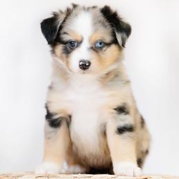 Dachshund and Miniature American Shepherd Puppies from Long Dog Inc.