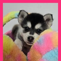 Girl 1 - female Alaskan Klee Kai puppy in Naples, Idaho from Kootenai Valley Klee Kai