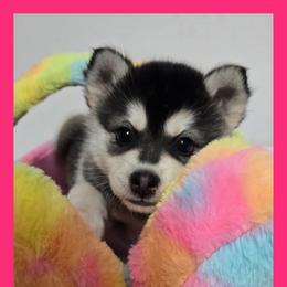 Girl 1 - female Alaskan Klee Kai puppy in Naples, Idaho from Kootenai Valley Klee Kai