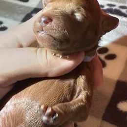 Goldendoodle Puppies from Golden doodle love 💕