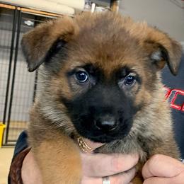 German Shepherd Puppies from BOCCI Shepherds