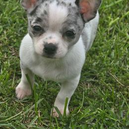 Maria - Merle female Chihuahua puppy in Amity, Pennsylvania from Baxters Chihuahuas