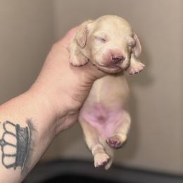 Willie - Cream male Dachshund puppy in Hornbeck, Louisiana from A&Z Mini Dachshunds