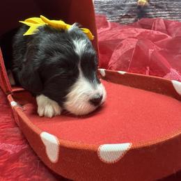 Bernedoodle, Poodle, and Sheepadoodle Puppies from TLC by the Lake Standard Poodle and Doodles