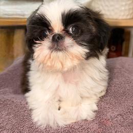 Girl 3 parti-colored small - Tricolor female Shih Tzu puppy in Citrus Heights, California from The Lion dog Shih Tzu
