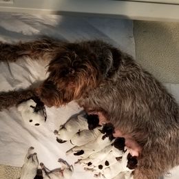 Wirehaired Pointing Griffon Puppies from Leaping Dog Griffons