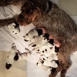 Wirehaired Pointing Griffon Puppies from Leaping Dog Griffons
