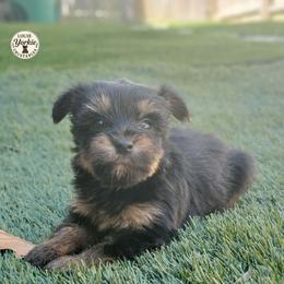 Teddy - Black and tan male Yorkshire Terrier puppy in Petersburg, Virginia from Louie yorkie crustables