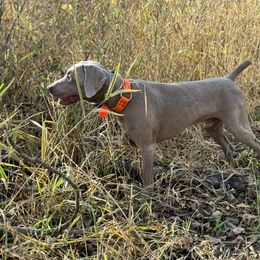 Loki - Weimaraner