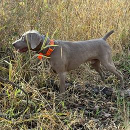 Loki - Weimaraner