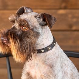 Elvis - Miniature Schnauzer