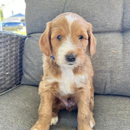 Goldendoodle Puppies from Darling Doodles