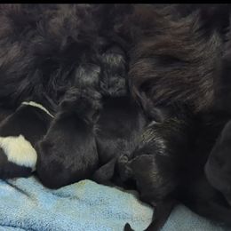 Female 1 - Black female Newfoundland puppy in Burfordville, Missouri from Umfleet Farms