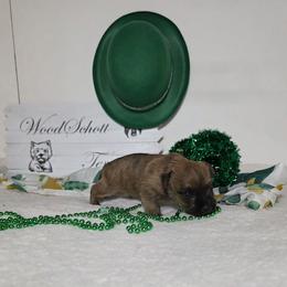 Mr Maroon - Red brindle male Cairn Terrier puppy in Savannah, Missouri from WoodSchott Cairn Terriers