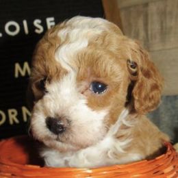 Maltipoos and Poodles from Mandella Pups
