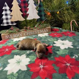 Rocky - Cream male Dachshund puppy in Perris, California from Doxie_pupps
