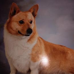 German Shepherds and Pembroke Welsh Corgis from Ruby's Corgi's