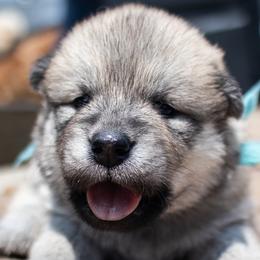 Bonnie - Light Blue Collar - Fawn female Eurasier puppy in Lakewood, Ohio from Exquisite Eurasier