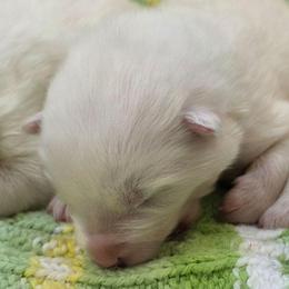 Blue collar boy - White male Samoyed puppy in Broomfield, Colorado from Klondike Snow Samoyeds