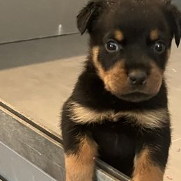 Rottweiler Puppies from Rott Nation Dog Breeding